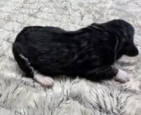 F1b Rickie, a male Miniature Bernedoodle for sale in Goshen, IN – 5 of 6