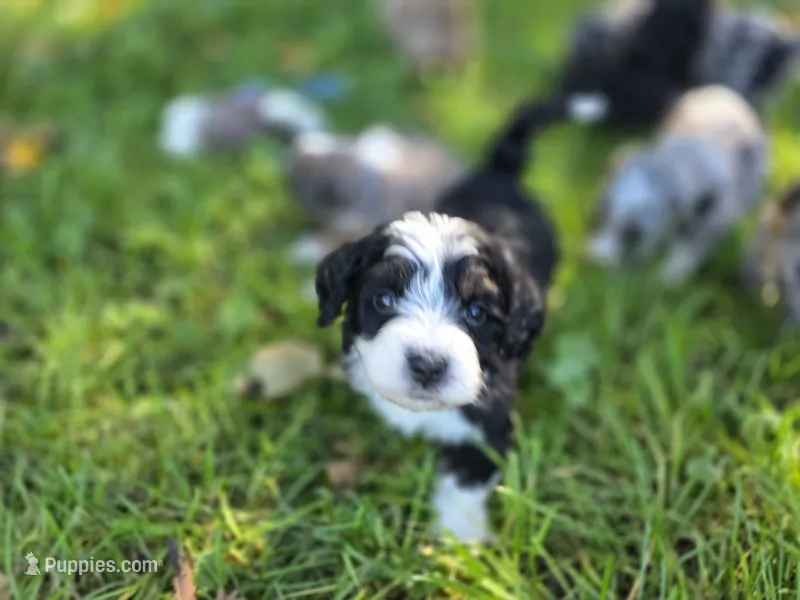 F1b Rickie – Miniature Bernedoodle puppy for sale in Goshen, IN