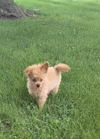 Murphy, a male Pomapoo for sale in Goshen, IN – 3 of 6