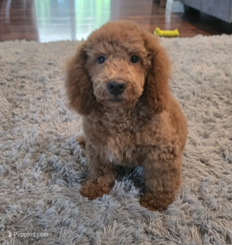 F1b Leo – Miniature Goldendoodle puppy for sale in Goshen, IN