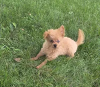 Murphy, a male Pomapoo for sale in Goshen, IN – 2 of 6