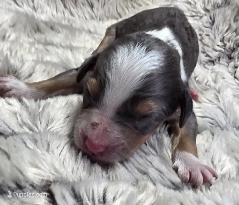 F1b Darling – Miniature Bernedoodle puppy for sale in Goshen, IN