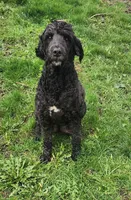 F1b Darling, a male Miniature Bernedoodle for sale in Goshen, IN – 5 of 5