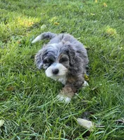 F1b Dapple, a female Miniature Bernedoodle for sale in Goshen, IN – 2 of 8