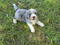 F1b Stella, a female Miniature Bernedoodle for sale in Goshen, IN – 2 of 10