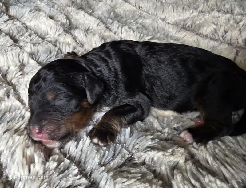 F1b Leo – Miniature Bernedoodle puppy for sale in Goshen, IN