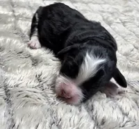 F1b Rickie, a male Miniature Bernedoodle for sale in Goshen, IN – 2 of 6