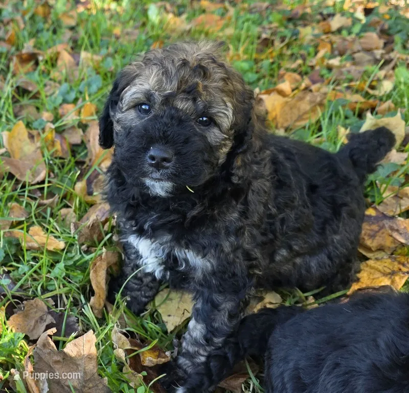 F1b mini Pinto – Miniature Bernedoodle puppy for sale in Goshen, IN