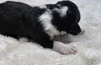 F1b Bessie, a female Miniature Bernedoodle for sale in Goshen, IN – 5 of 8