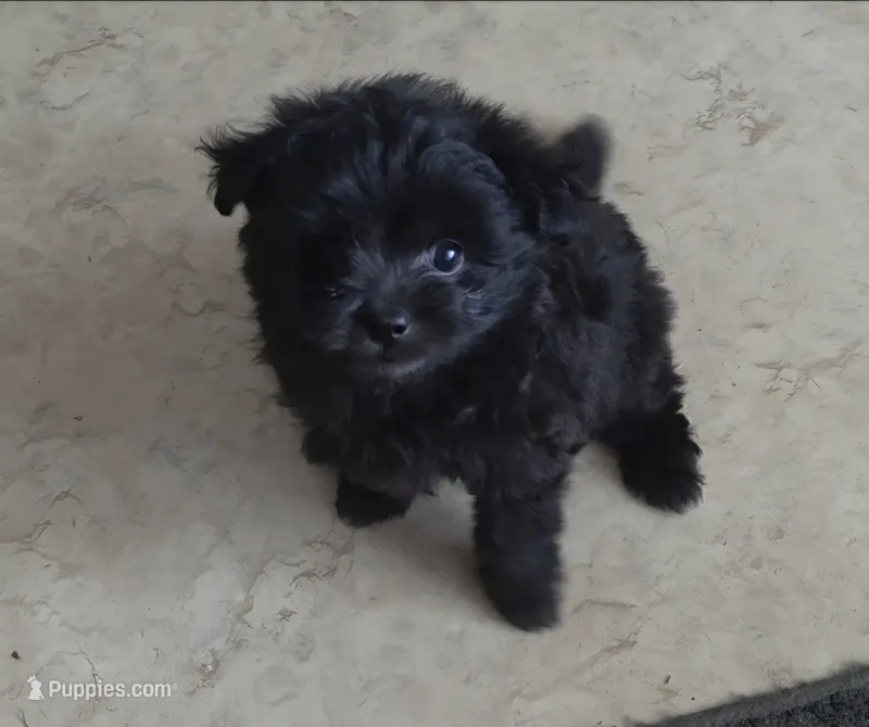 Raven – Pomapoo puppy for sale in Goshen, IN