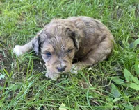 F1b Willy, a male Miniature Bernedoodle for sale in Goshen, IN – 4 of 5