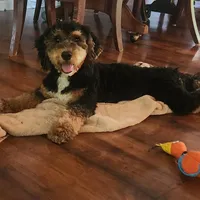 Mini f1b Tucker, a male Bernedoodle for sale in Goshen, IN – Photo 3 of 7