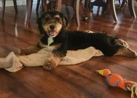 Mini f1b Tucker, a male Bernedoodle for sale in Goshen, IN – Photo 3 of 7