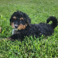 Mini f1b Tucker, a male Bernedoodle for sale in Goshen, IN – Photo 2 of 7