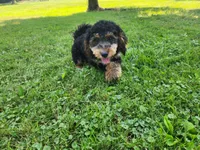 Mini f1b Tucker, a male Bernedoodle for sale in Goshen, IN – Photo 6 of 7