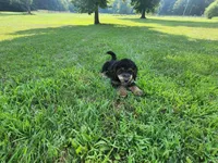 Mini f1b Tucker, a male Bernedoodle for sale in Goshen, IN – Photo 7 of 7