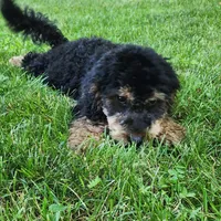 Mini f1b Tucker, a male Bernedoodle for sale in Goshen, IN – Photo 4 of 7