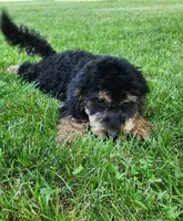 Mini f1b Tucker, a male Bernedoodle for sale in Goshen, IN – Photo 4 of 7