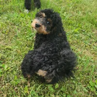 Mini f1b Tucker, a male Bernedoodle for sale in Goshen, IN – Photo 5 of 7