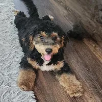 Mini f1b Tucker, a male Bernedoodle for sale in Goshen, IN – Photo 1 of 7