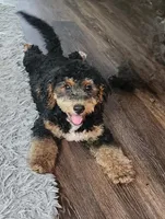 Mini f1b Tucker, a male Bernedoodle for sale in Goshen, IN – Photo 1 of 7