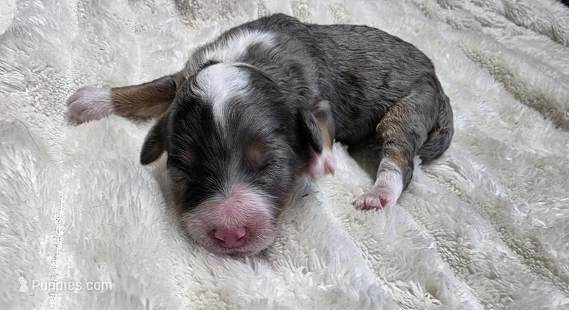 F1b Mae – Miniature Bernedoodle puppy for sale in Goshen, IN
