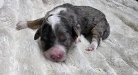 F1b Dapple, a female Miniature Bernedoodle for sale in Goshen, IN – 1 of 5