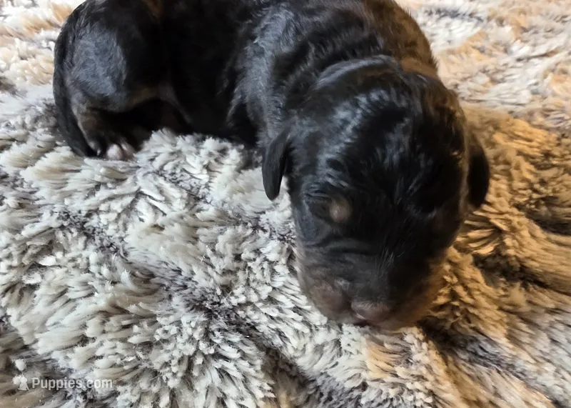 F1b Leo – Miniature Bernedoodle puppy for sale in Goshen, IN
