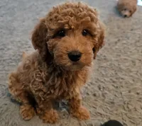 F1b Curly, a male Miniature Goldendoodle for sale in Goshen, IN – Photo 3 of 6