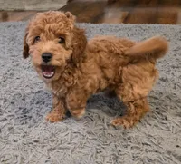 F1b Curly, a male Miniature Goldendoodle for sale in Goshen, IN – Photo 2 of 6