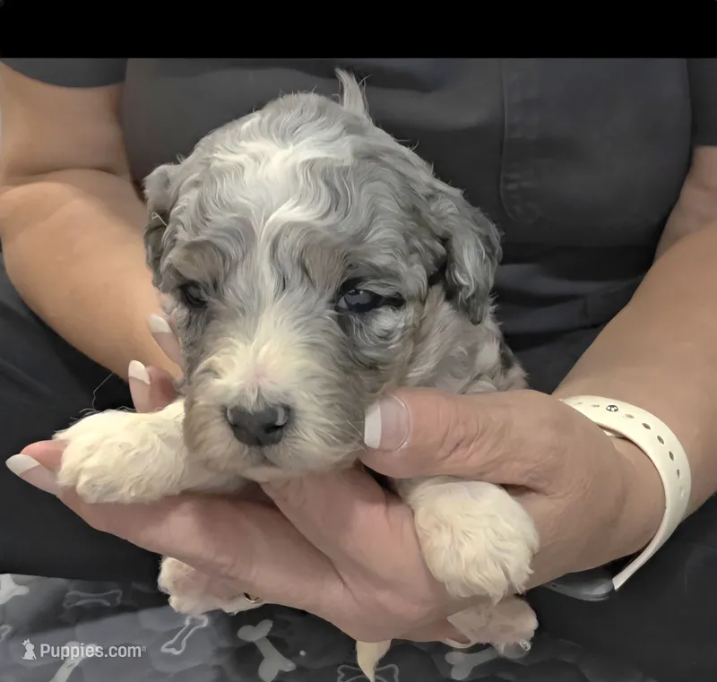 F1b Stella – Miniature Bernedoodle puppy for sale in Goshen, IN