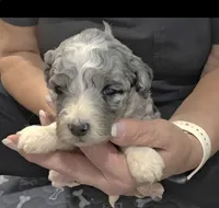 F1b Stella, a female Miniature Bernedoodle for sale in Goshen, IN – 6 of 10