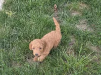 F1b Lulu, a female Miniature Goldendoodle for sale in Goshen, IN – 2 of 3