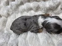 F1b Mae, a female Miniature Bernedoodle for sale in Goshen, IN – 2 of 4