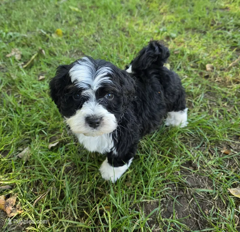 F1b Rickie – Miniature Bernedoodle puppy for sale in Goshen, IN