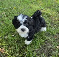 F1b Rickie, a male Miniature Bernedoodle for sale in Goshen, IN – 1 of 10