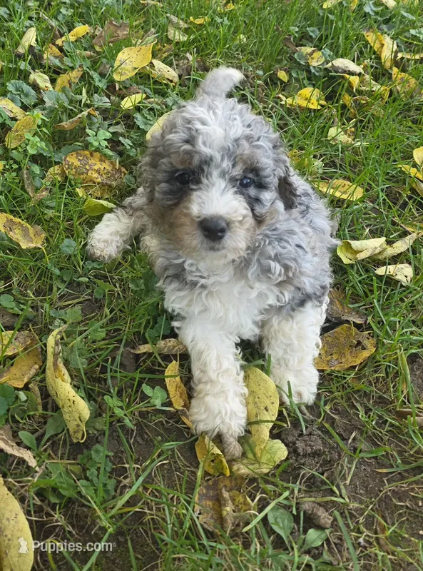 F1b Stella – Miniature Bernedoodle puppy for sale in Goshen, IN