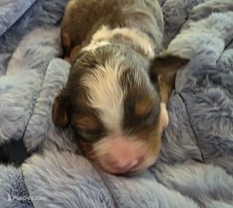 F1b Darling – Miniature Bernedoodle puppy for sale in Goshen, IN