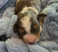 F1b Darling, a male Miniature Bernedoodle for sale in Goshen, IN – 8 of 10