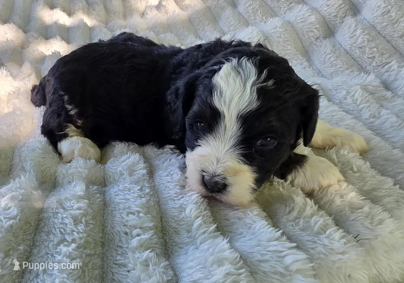 F1b Rickie – Miniature Bernedoodle puppy for sale in Goshen, IN