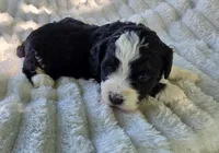 F1b Rickie, a male Miniature Bernedoodle for sale in Goshen, IN – 7 of 10