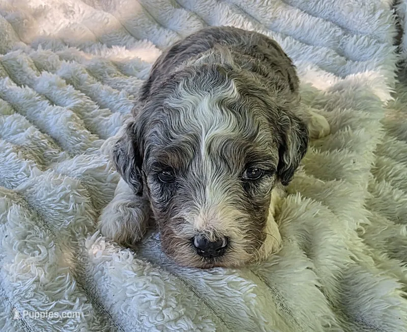 F1b Stella – Miniature Bernedoodle puppy for sale in Goshen, IN