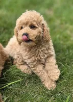 F1b Champ , a male Miniature Goldendoodle for sale in Goshen, IN – 3 of 5