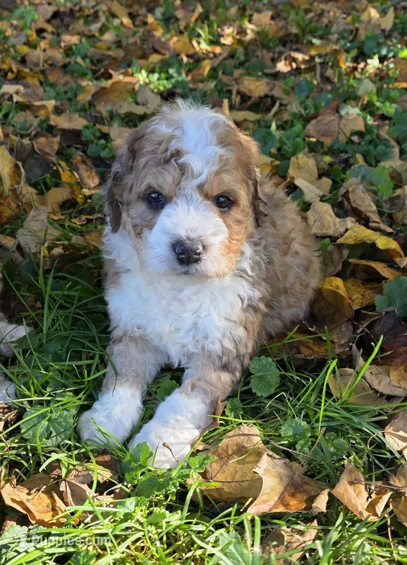 f1b mini Scooby – Miniature Bernedoodle puppy for sale in Goshen, IN