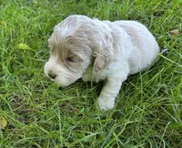 F1b mini Winnie, a female Miniature Bernedoodle for sale in Goshen, IN – 3 of 4