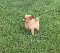 Murphy, a male Pomapoo for sale in Goshen, IN – 5 of 6