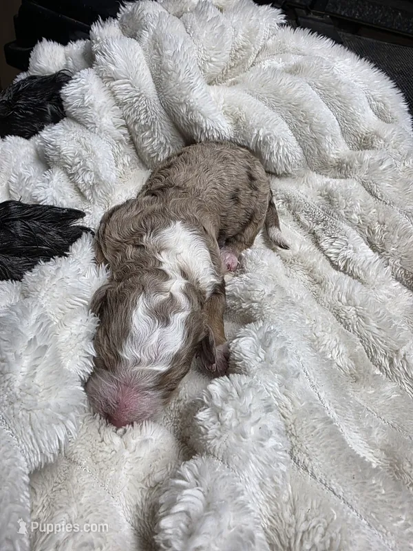 F1b Dolly – Miniature Bernedoodle puppy for sale in Goshen, IN