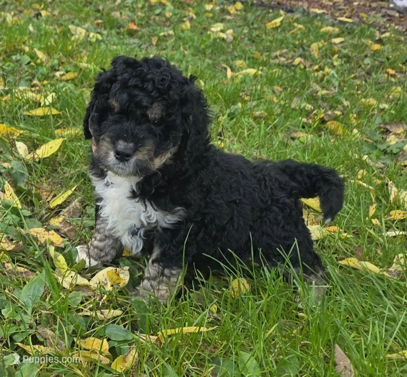 F1b mini Boomer – Miniature Bernedoodle puppy on hold in Goshen, IN