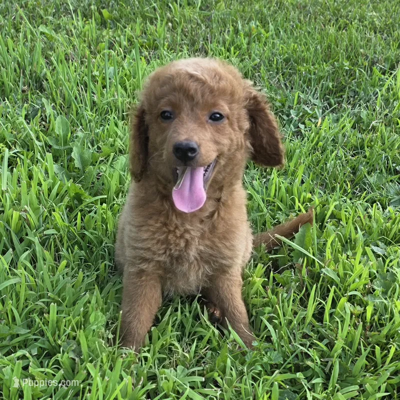 F1b Lady – Miniature Goldendoodle puppy for sale in Goshen, IN