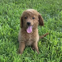 F1b Lady, a female Miniature Goldendoodle for sale in Goshen, IN – 1 of 6
